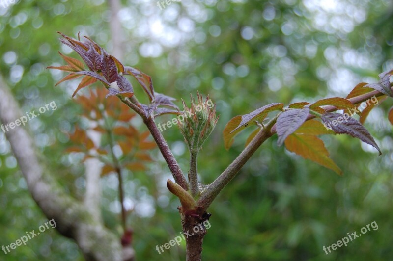 Bud Tree Nature Spring Leaf