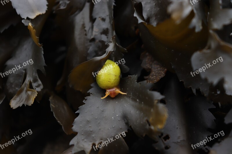 Littorina Obtusata Snail Gastropod Fucus Ocean