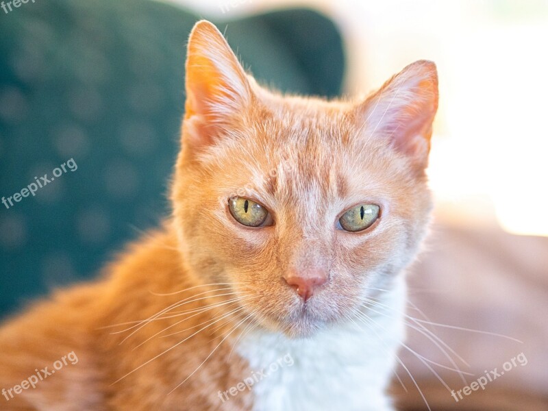 Cat Orange Cute Feline Fur