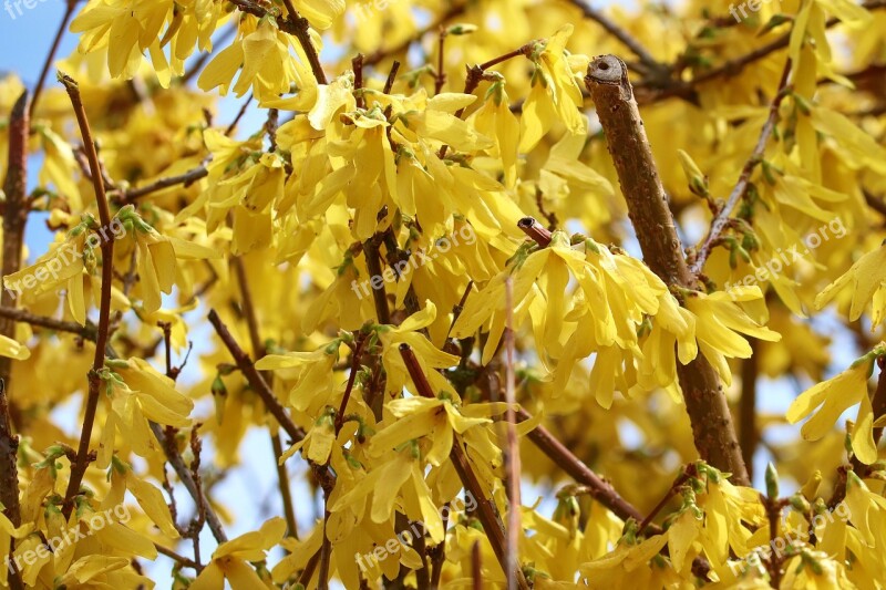 Forsythia Garden Forsythia Gold Lilac Golden Bells Bloom