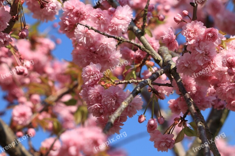 Prunus Blossom Bloom Pink Tree