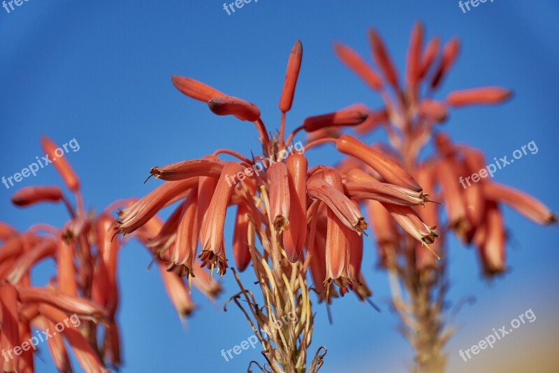 Flower Garden Plant Red Flora