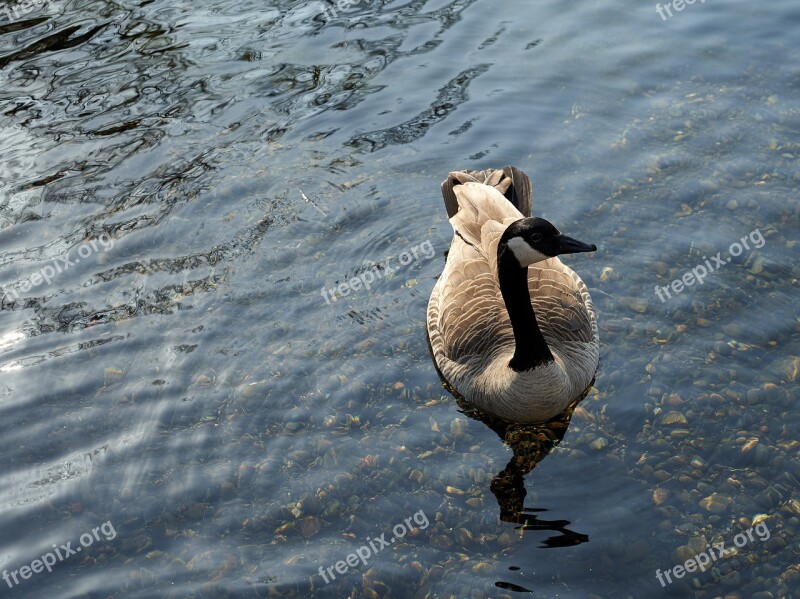 Goose Bird Water Feather Swim