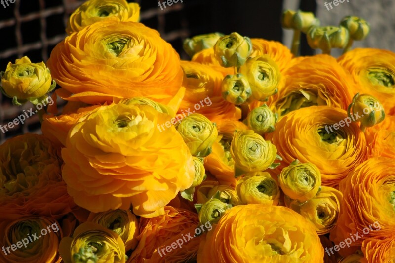 Buttercups Yellow Spring Yellow Flowers Buttercup Yellow