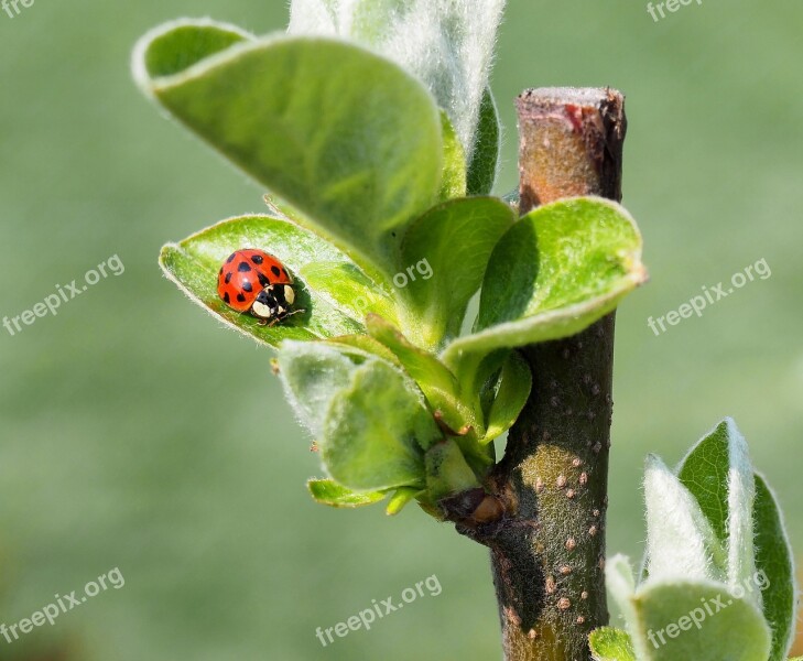 Ladybug Foliage Red Green Free Photos