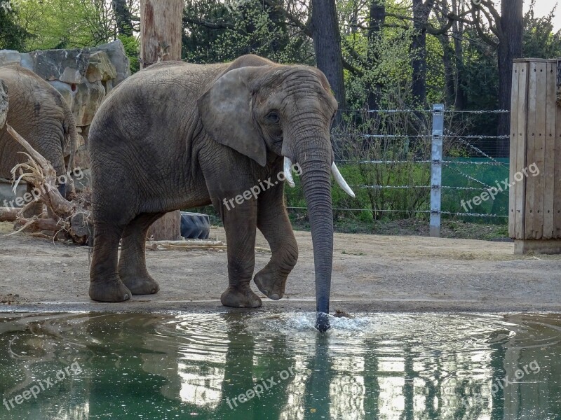 Water Elephant Zoo Animal Wildlife