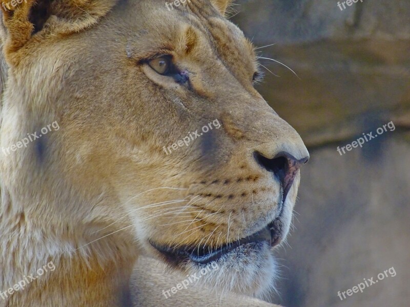 Lion Feline Zoo Animal Face