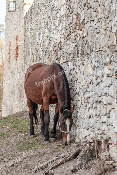 Horses Stallion Portrait Field Horse