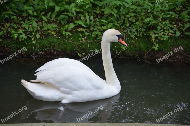 Swan Bird Water White Wildlife