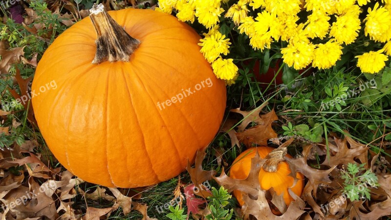 Fall Autumn Pumpkin Mums Thanksgiving