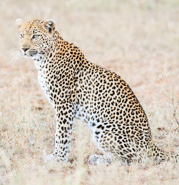 Leopard Africa Safari Cat Predator