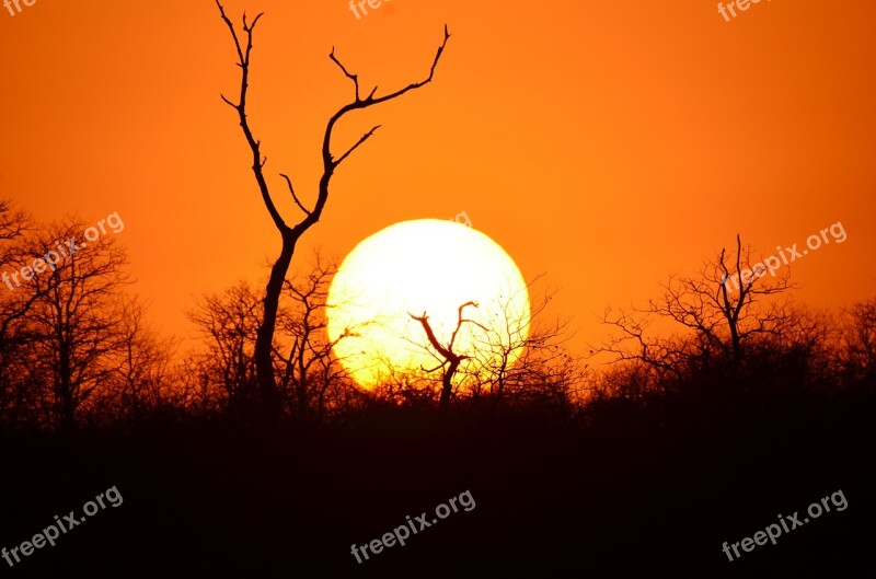 Africa Sunset Tree Sky Relax