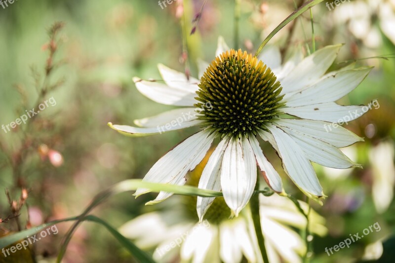 Flower Plant Blossom Bloom Nature