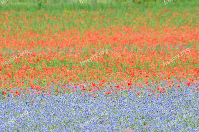 France Poppy Cornflowers Flower Meadow Free Photos