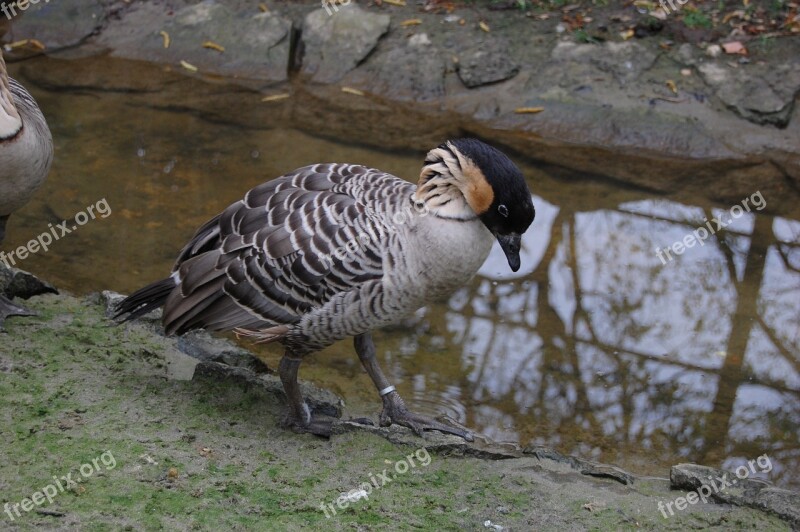 Goose Duck Poultry Bird Wild