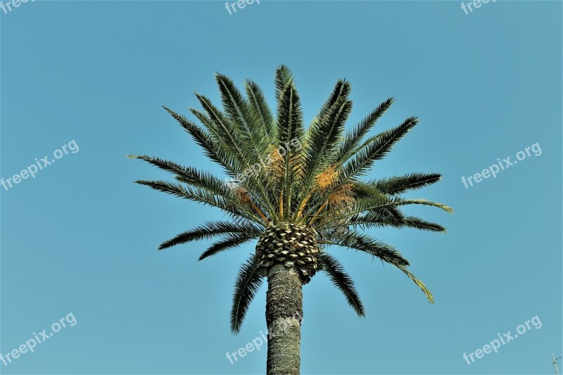 Palm Nature Blue Sky Vegetation Palm Trees