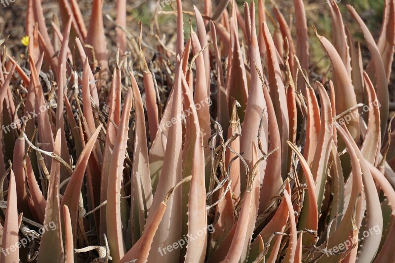 Cactus Plant Nature Flora Prickly