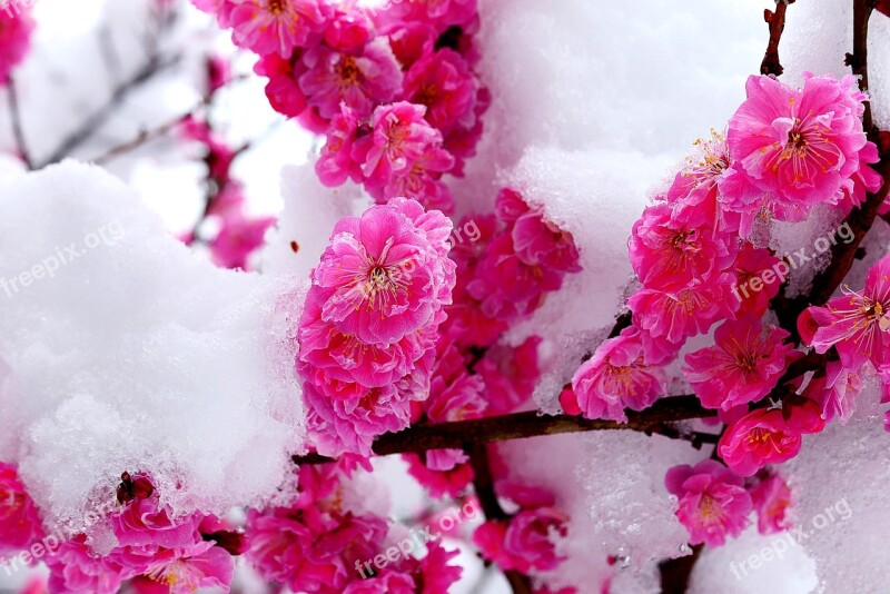 Snow Flower Spring White Plants