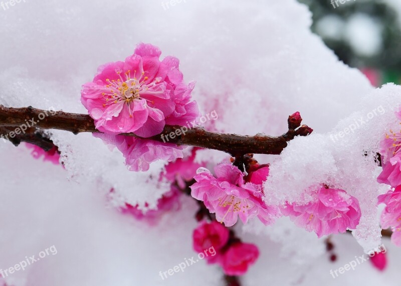 Snow Spring Beautiful Love Nature