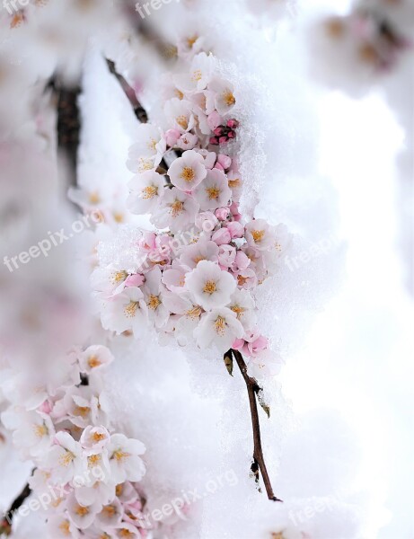 Snow Spring Beautiful Nature White