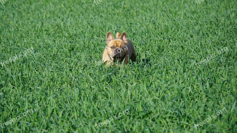 French Bulldog Field Green Dog Animal