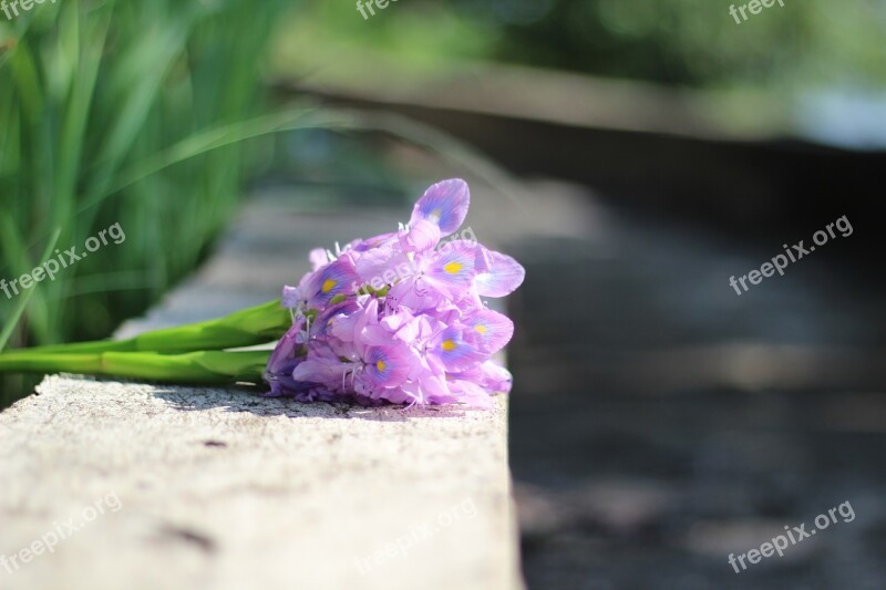 Flower Purple Flowers Flowers Water Hyacinth Free Photos