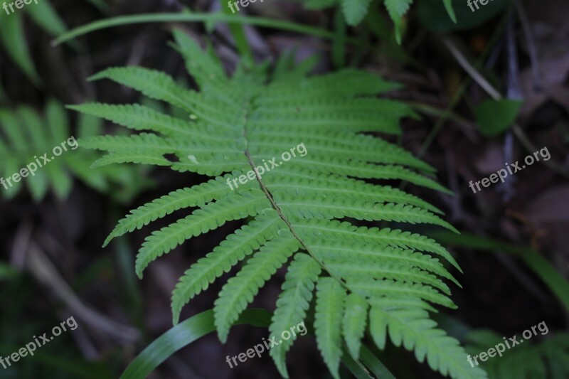 Fern Grass Tree The Leaves Plant Free Photos