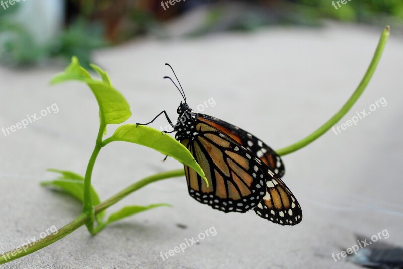 Monarch Butterfly Plant Insect Nature