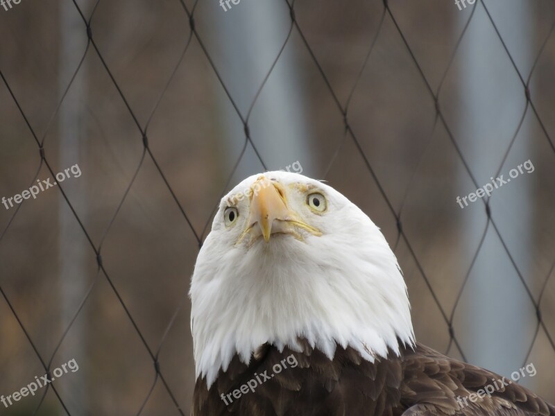 Eagle Bald Bald Eagle Bird Nature