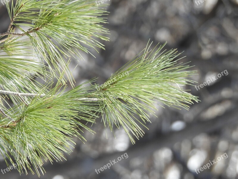 Pine Winter Forest Nature Tree