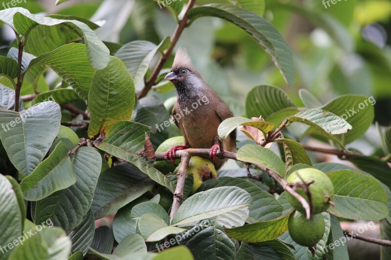 Mouse Bird Nature Wildlife Beak