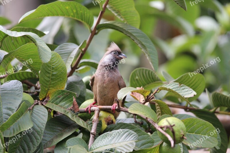 Mouse Bird Nature Wildlife Beak