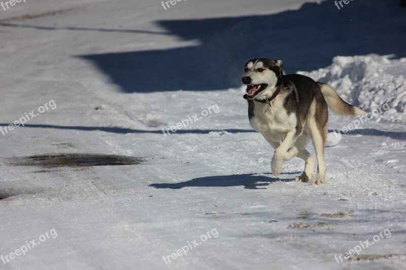 Winter Dog Wolf Snow White