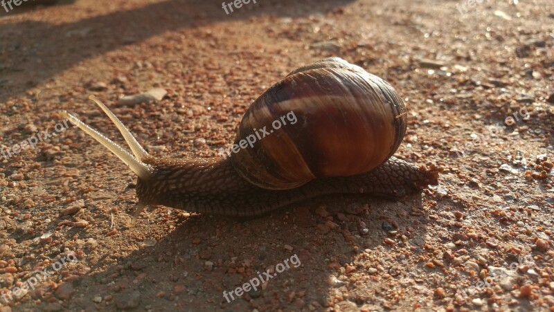 Burgundy Snail Helix Pomatia Gastropod Fauna Morning Light