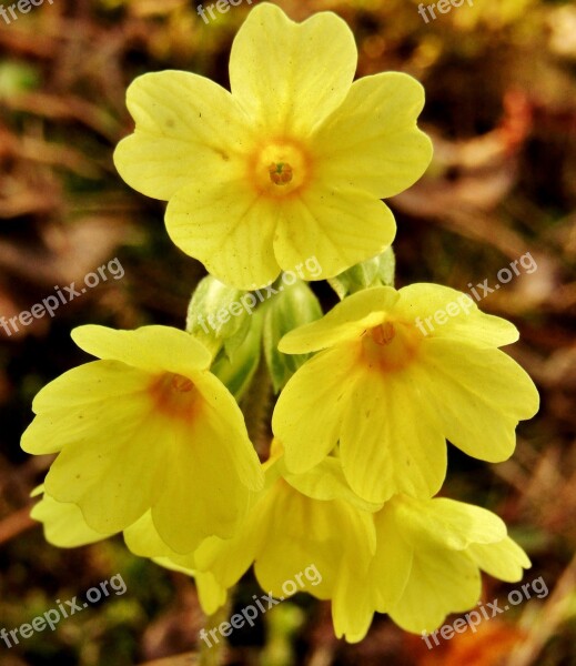 Cowslip Yellow Nature Spring Close Up