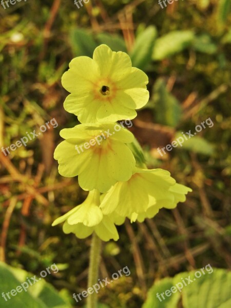 Cowslip Yellow Nature Spring Close Up