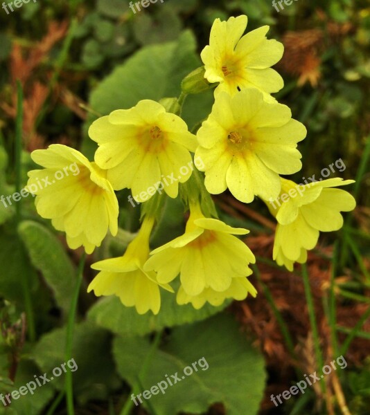 Cowslip Yellow Nature Spring Close Up