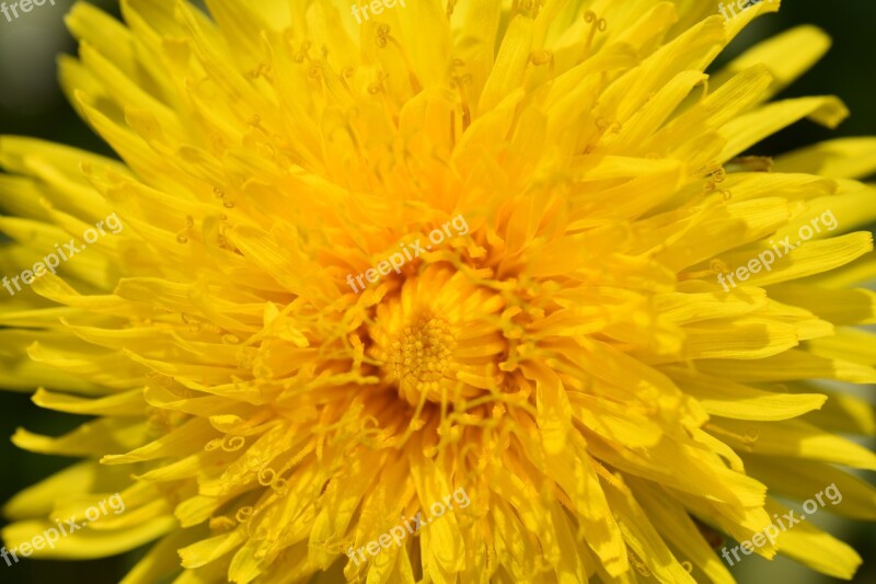 Flower Dandelion Flower Yellow Plant Flower Meadows The Flower Of The Pre