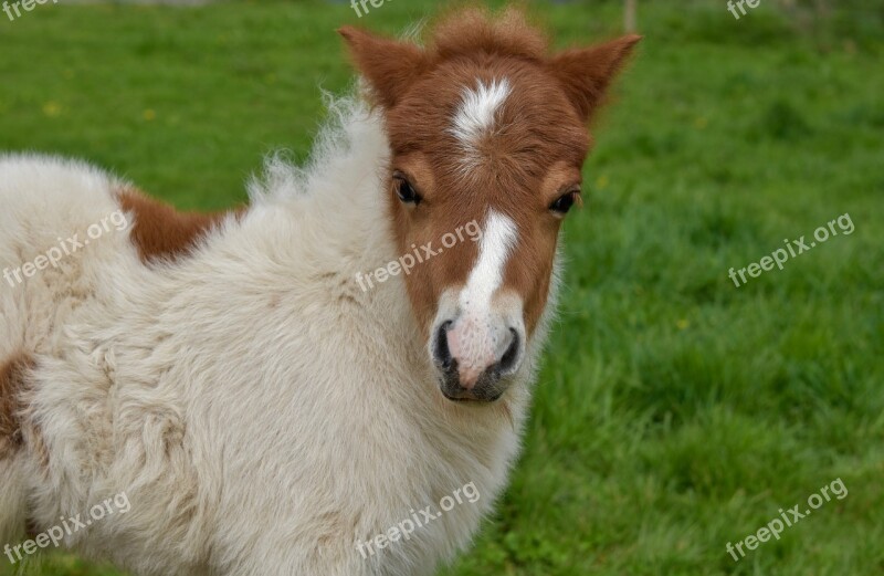 Shetland Pony Pony Jarod Small Horse Foal Pony Colour Brown White