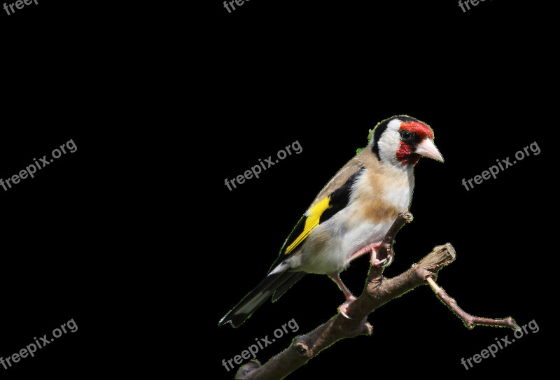 Birds Goldfinch Nature Chardonneret Free Photos