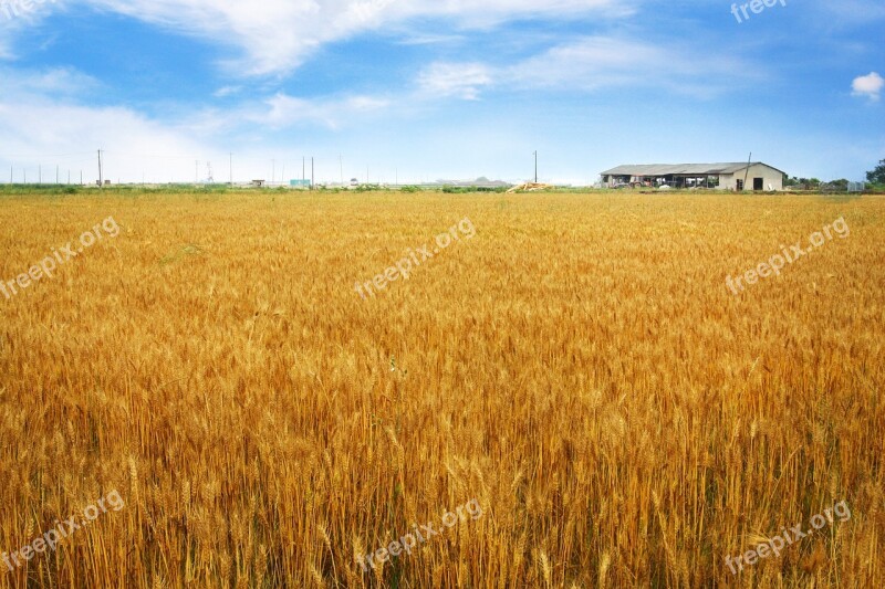 Barley Field Horizon Rural Landscape Landscape Crop