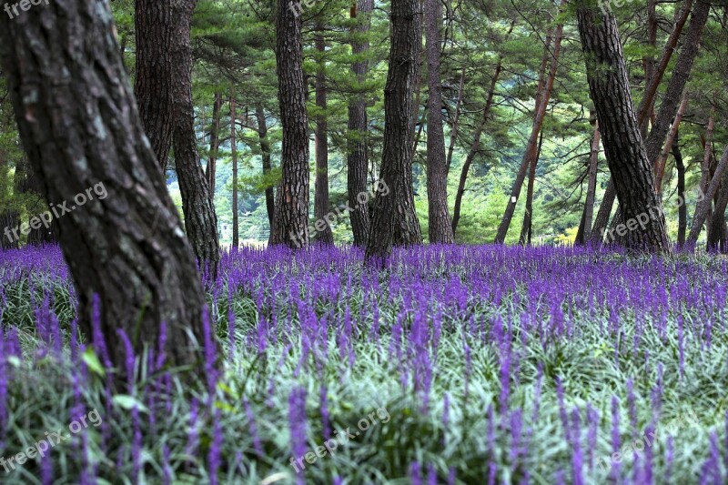 Landscape Liriope Pine Nature Free Photos