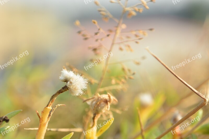 Cotton Plant Breeze Soft Free Photos