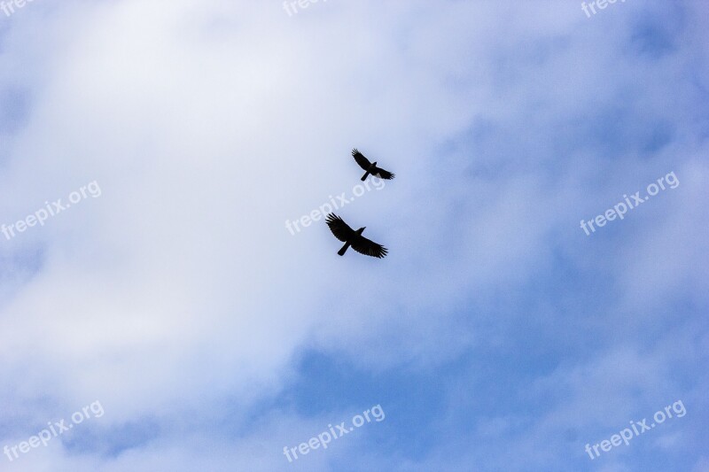 Birds Sky Crow Flight Birds In Flight