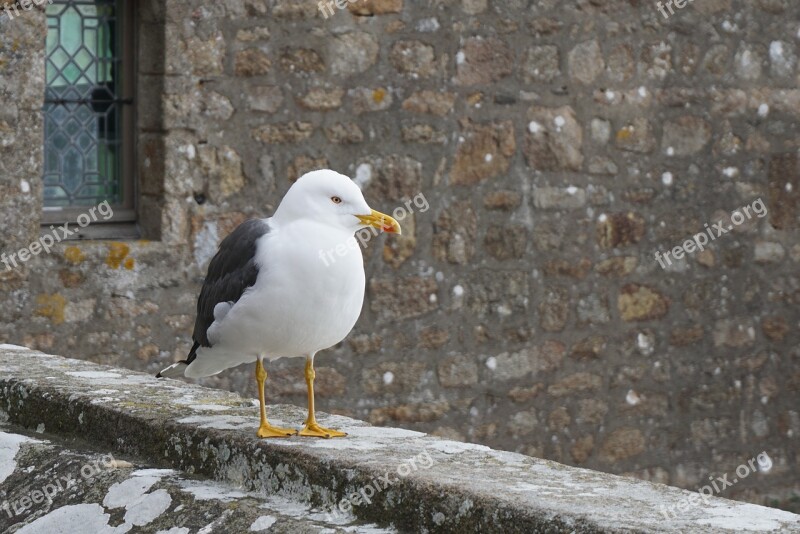 Bird Nature Animal White Seagull