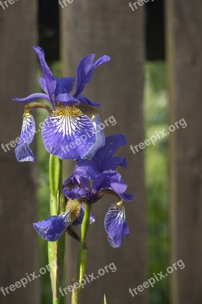 Iris Irises Violet Flower Nature