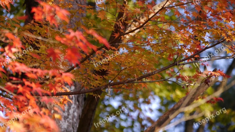 Japan Autumn Park Autumnal Leaves Maple