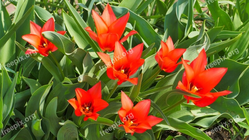 Tulips Flowers Spring Garden Red