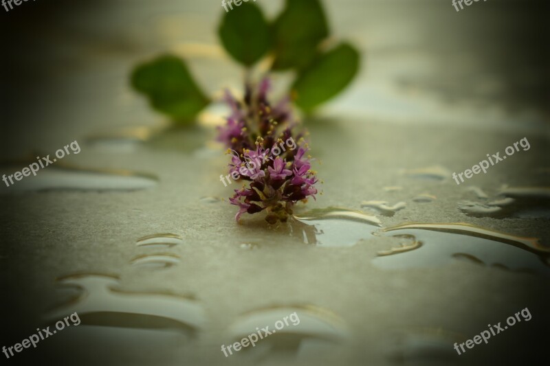 Flower Plant Water Colourful Leaf