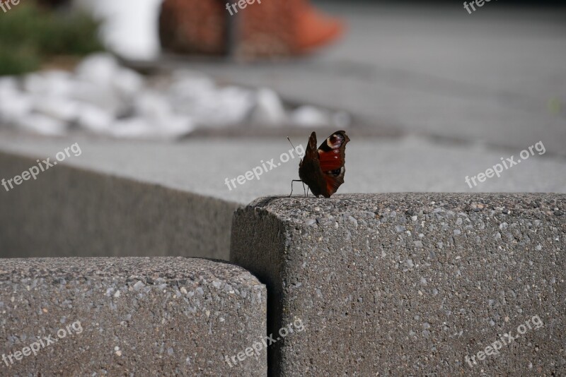 Butterfly Spring Summer Plant Animals